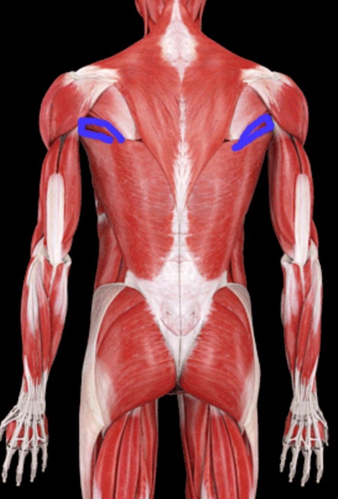 ベントオーバーローイング徹底解剖 正しいフォームとコツについて解説 完全保存版