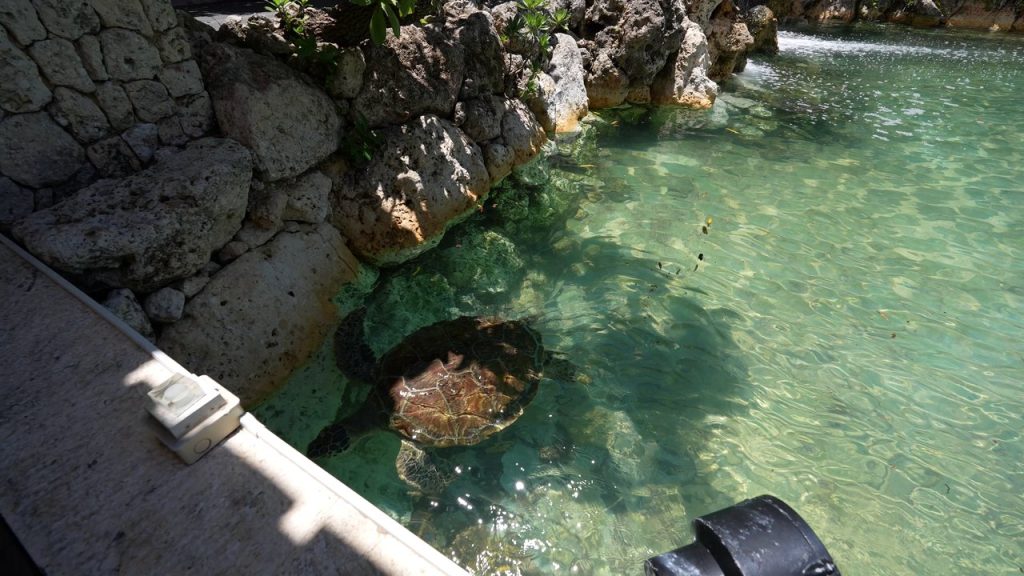 ラグーンを泳ぐ海ガメ