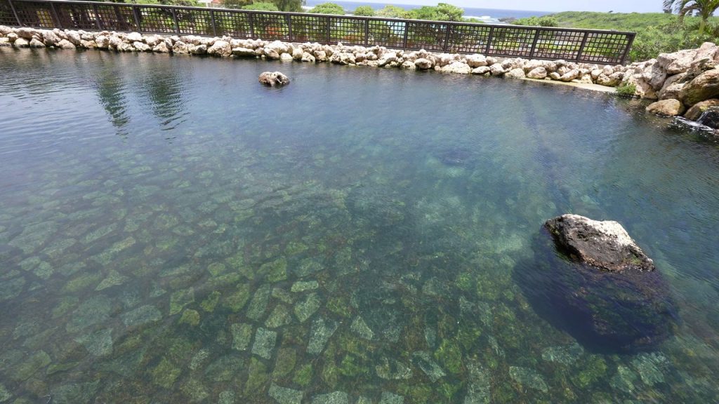 テラス席の前の池